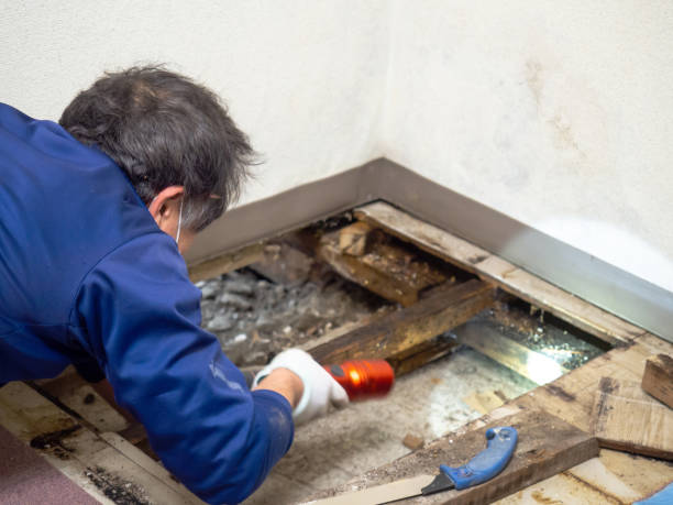Best Health and Safety Mold Remediation in Dayton, MN