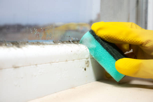Best White Mold Remediation in Dayton, MN