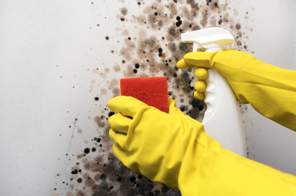 Best Post-Flood Mold Remediation in Dayton, MN