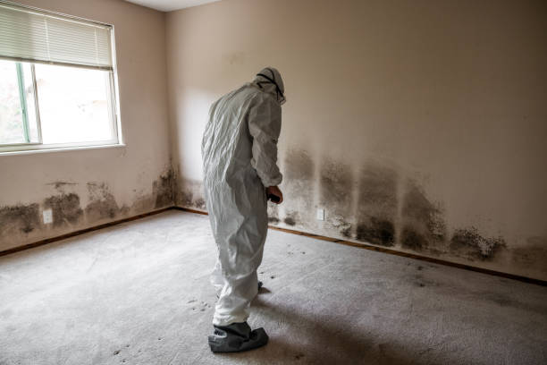 Best Residential Mold Remediation in Dayton, MN